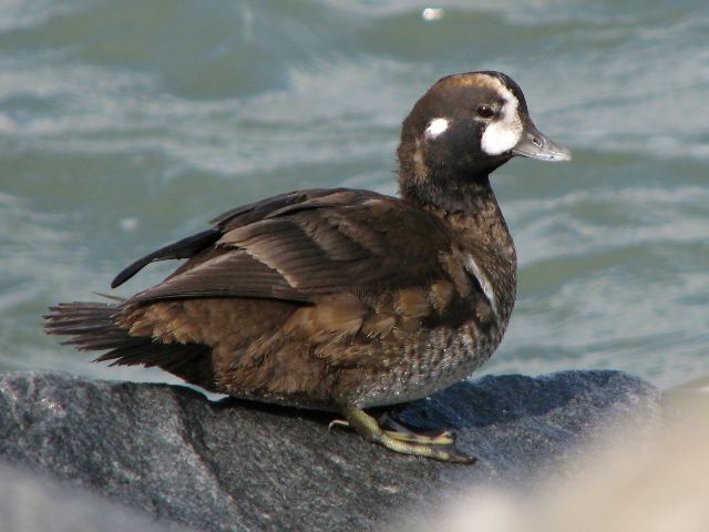 Harlequin Duck